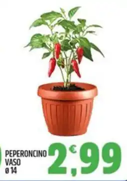 Ard Discount Peperoncino vaso offerta