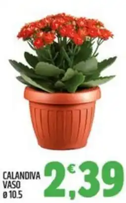 Ard Discount Calandiva vaso offerta