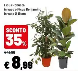 Iper La Grande Ficus Robusta o Ficus Benjamin offerta
