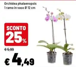 Iper La Grande Orchidea phalaenopsis offerta