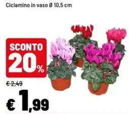 Iper La Grande Ciclamino in vaso offerta
