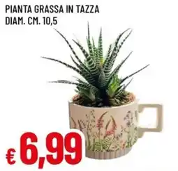 Famila Superstore Pianta grassa in tazza offerta