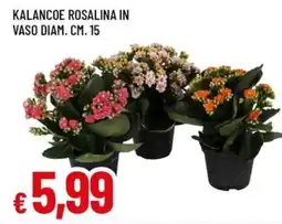 Famila Superstore Kalanchoe Rosalina offerta