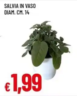 Famila Superstore Salvia in vaso offerta