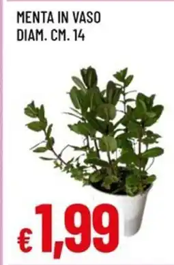 Famila Superstore Menta in vaso offerta