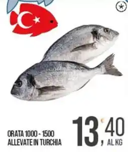 Cash pro Orata allevate in Turchia offerta