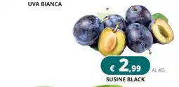 Altasfera Susine black offerta