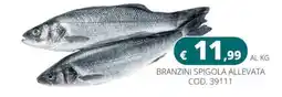 Altasfera Branzini spigola allevata offerta