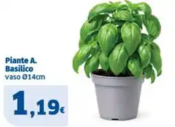 Sigma Piante A. Basilico offerta