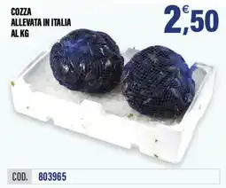 Adhoc Cozza allevata in Italia offerta