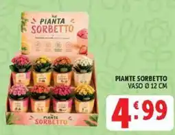 Deco Maxistore Pianta Sorbetto offerta