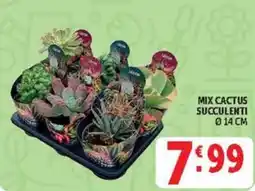 Deco Maxistore Mix cactus succulenti offerta