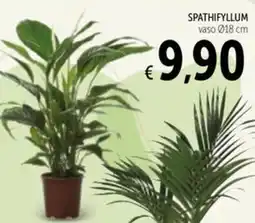 Spazio Conad Spathifyllum offerta