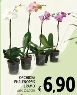 Spazio Conad Orchidea phalenopsis offerta