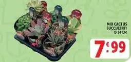 Deco Supermercati Mix cactus succulenti offerta