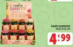 Deco Supermercati Piante sorbetto offerta