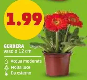 PENNY Gerbera offerta