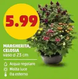 PENNY Margherita, celosia offerta