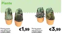 Unes Piante grasse LOSIFLORES offerta