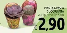 Spazio Conad Pianta grassa succulenta offerta