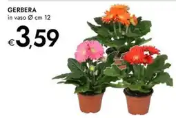 Bennet Gerbera offerta