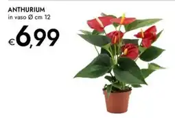 Bennet Anthurium offerta