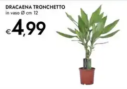 Bennet Dracaena Tronchetto offerta