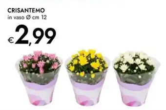 Bennet Crisantemo offerta