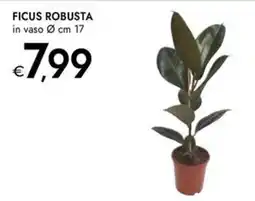 Bennet Ficus robusta offerta