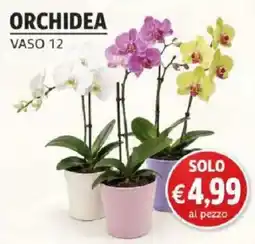 Coal Orchidea offerta