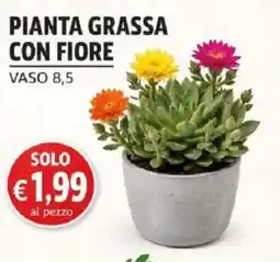 Coal Pianta grassa con fiore offerta