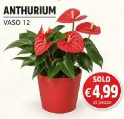 Coal Anthurium offerta