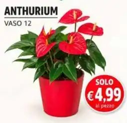 èccoMI Anthurium offerta