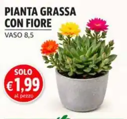 èccoMI Pianta grassa con fiore offerta