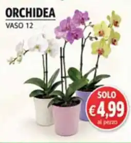 Maxi Coal Orchidea offerta