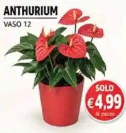 Maxi Coal Anthurium offerta