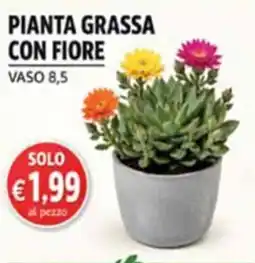 Maxi Coal Pianta grassa con fiore offerta