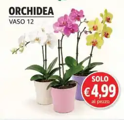 D'Italy Orchidea offerta