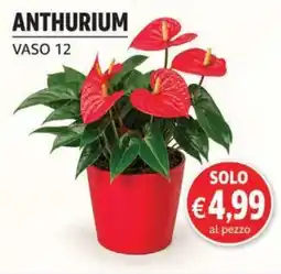D'Italy Anthurium offerta