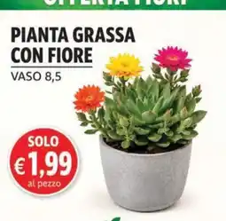 D'Italy Pianta grassa con fiore offerta
