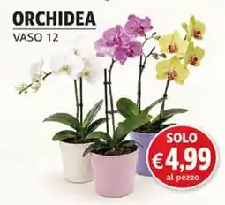 Superstore Coal Orchidea offerta