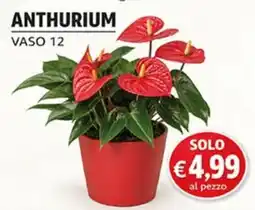 Superstore Coal Anthurium offerta