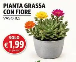 Superstore Coal Pianta grassa con fiore offerta