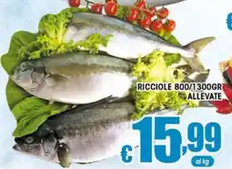 Sacoph Ricciole Allevate offerta