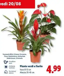 Lidl Piante verdi o fiorite offerta