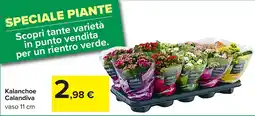 Carrefour Kalanchoe Calandiva offerta