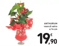 Spazio Conad Anthurium offerta