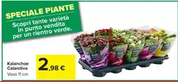 Carrefour Kalanchoe Calandiva offerta