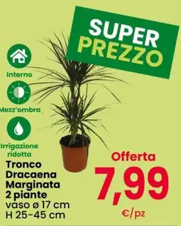 Despar Tronco Dracaena Marginata offerta