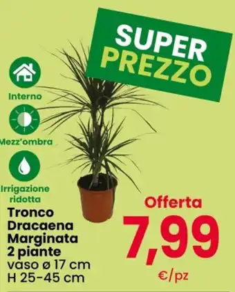 Tronco Dracaena Marginata